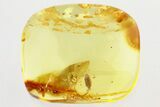 Detailed Fossil Woodlouse (Oniscidae) In Baltic Amber - Rare #307203-1